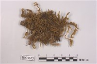 藏品(灰苔科)的圖片